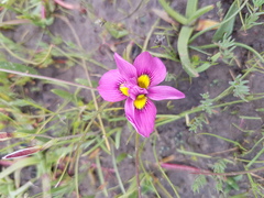 Moraea tricolor