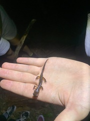 Ensatina eschscholtzii