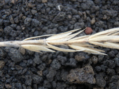 Leymus ajanensis