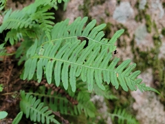 Polypodium virginianum