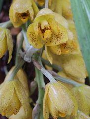 Acineta barkeri