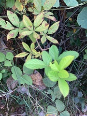 Rubus pensilvanicus