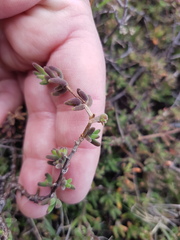Drosanthemum hispidum