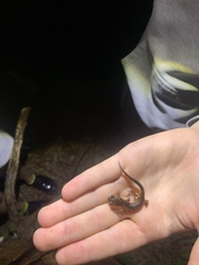 Ensatina eschscholtzii