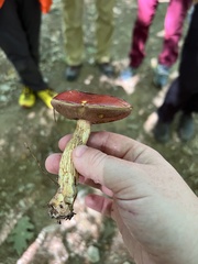 Exsudoporus