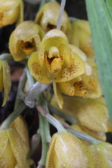 Acineta barkeri