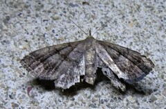 Phalaenostola larentioides