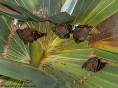 Cynopterus brachyotis