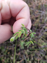 Drosanthemum hispidum