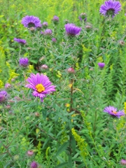 Symphyotrichum novae-angliae