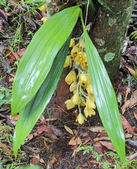 Acineta barkeri