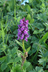 Dactylorhiza urvilleana