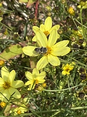 Megachile rotundata