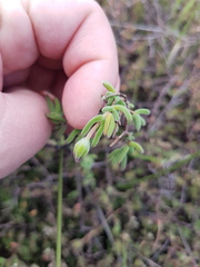 Drosanthemum hispidum