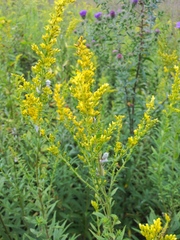 Solidago altissima