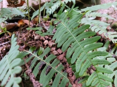 Polypodium virginianum
