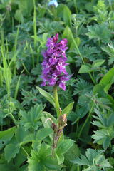 Dactylorhiza urvilleana