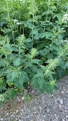 Urtica dioica dioica