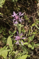 Centaurea nigrescens