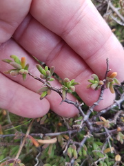 Drosanthemum hispidum