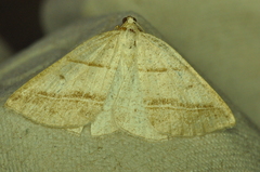 Petrophora subaequaria