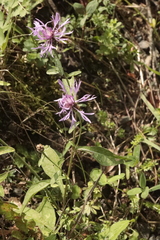 Centaurea nigrescens