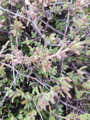 Drosanthemum hispidum