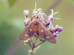 Dysauxes famula