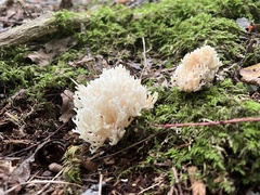 Ramaria