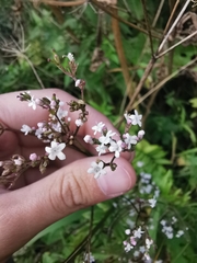 Valeriana officinalis