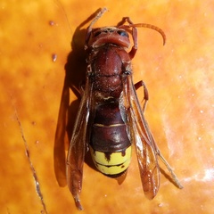Vespa orientalis