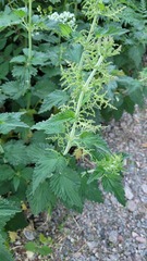 Urtica dioica dioica
