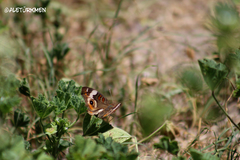 Junonia coenia coenia