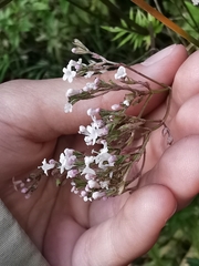 Valeriana officinalis