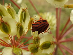 Graphosoma semipunctatum