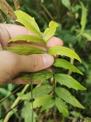 Valeriana officinalis