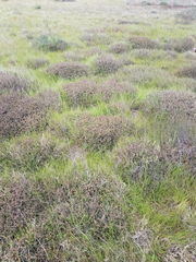 Drosanthemum hispidum