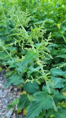 Urtica dioica dioica
