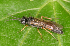 Allantus calceatus