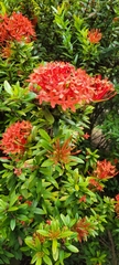Ixora coccinea