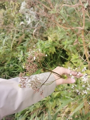 Valeriana officinalis