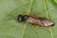 Allantus calceatus