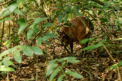 Cephalophus dorsalis