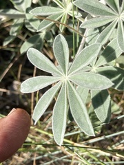 Lupinus sericeus