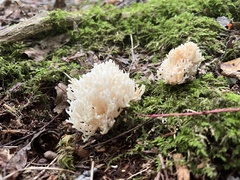 Ramaria
