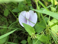 Centrosema virginianum