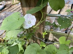 Ipomoea lacunosa