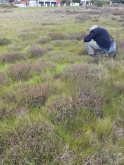 Drosanthemum hispidum