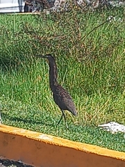 Tigrisoma mexicanum