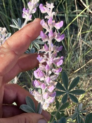 Lupinus sericeus